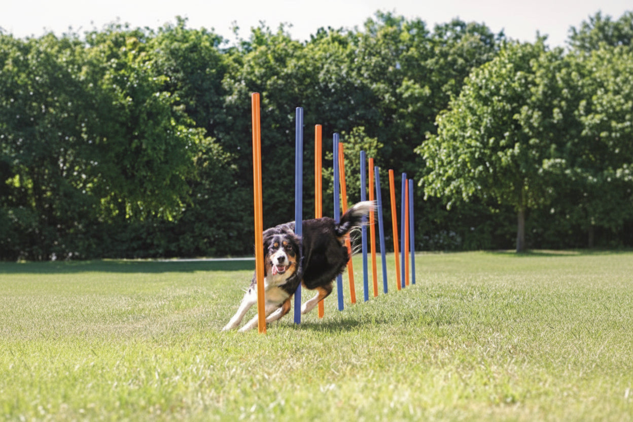 Trixie Dog Activity Agility Slalom Stokken Blauw / Oranje