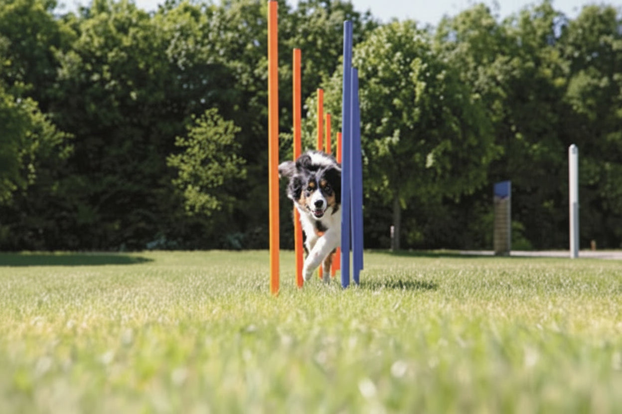 Trixie Dog Activity Agility Slalom Stokken Blauw / Oranje